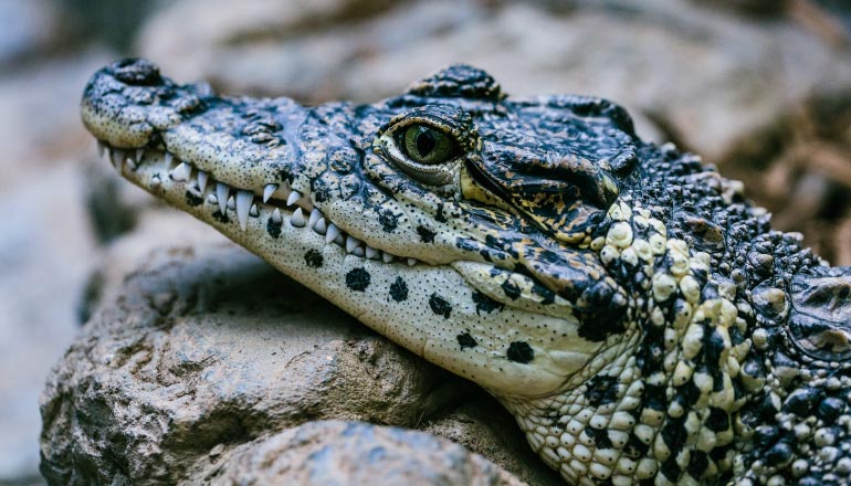 Closeup view of an alligator with sharp teeth and speckled scales living in the bayou