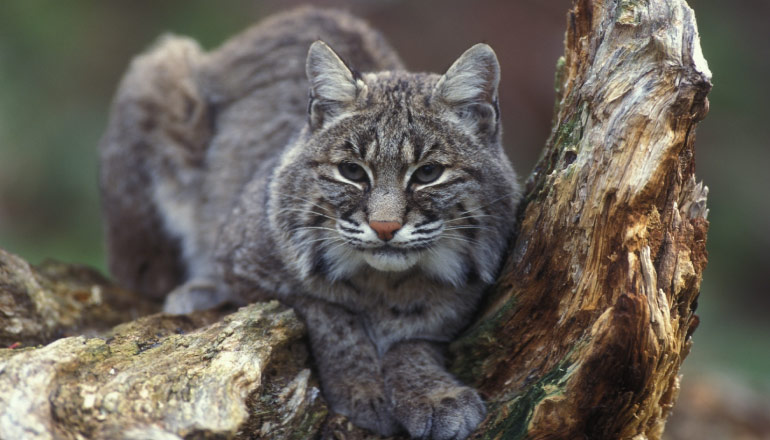 A gray and white bobcat lounges between a rock and an old tree stump