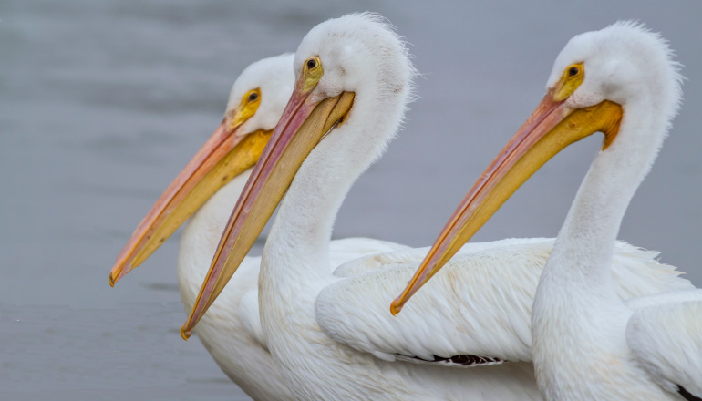 3 white pelicans with long yellow and pink peaks stand by the gray water of the Louisiana bayou