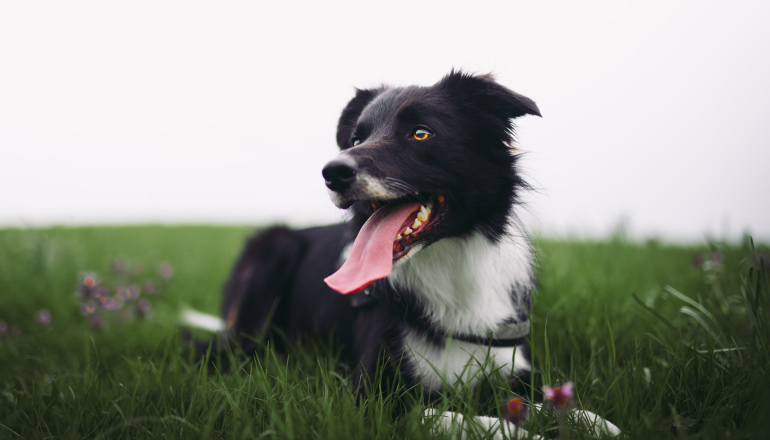 Black and white border collie dog lies in a green field with its pink tongue lolling out