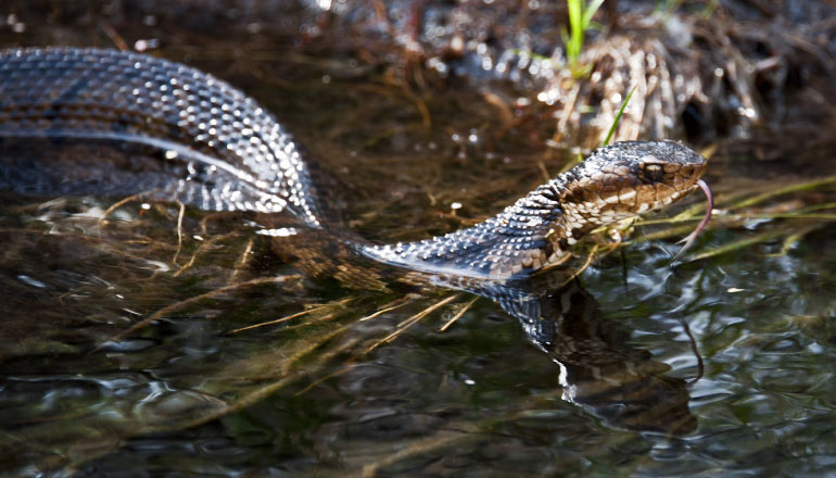 A water moccasin snake swims in the water of the Louisiana bayou