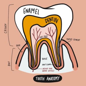 tooth anatomy